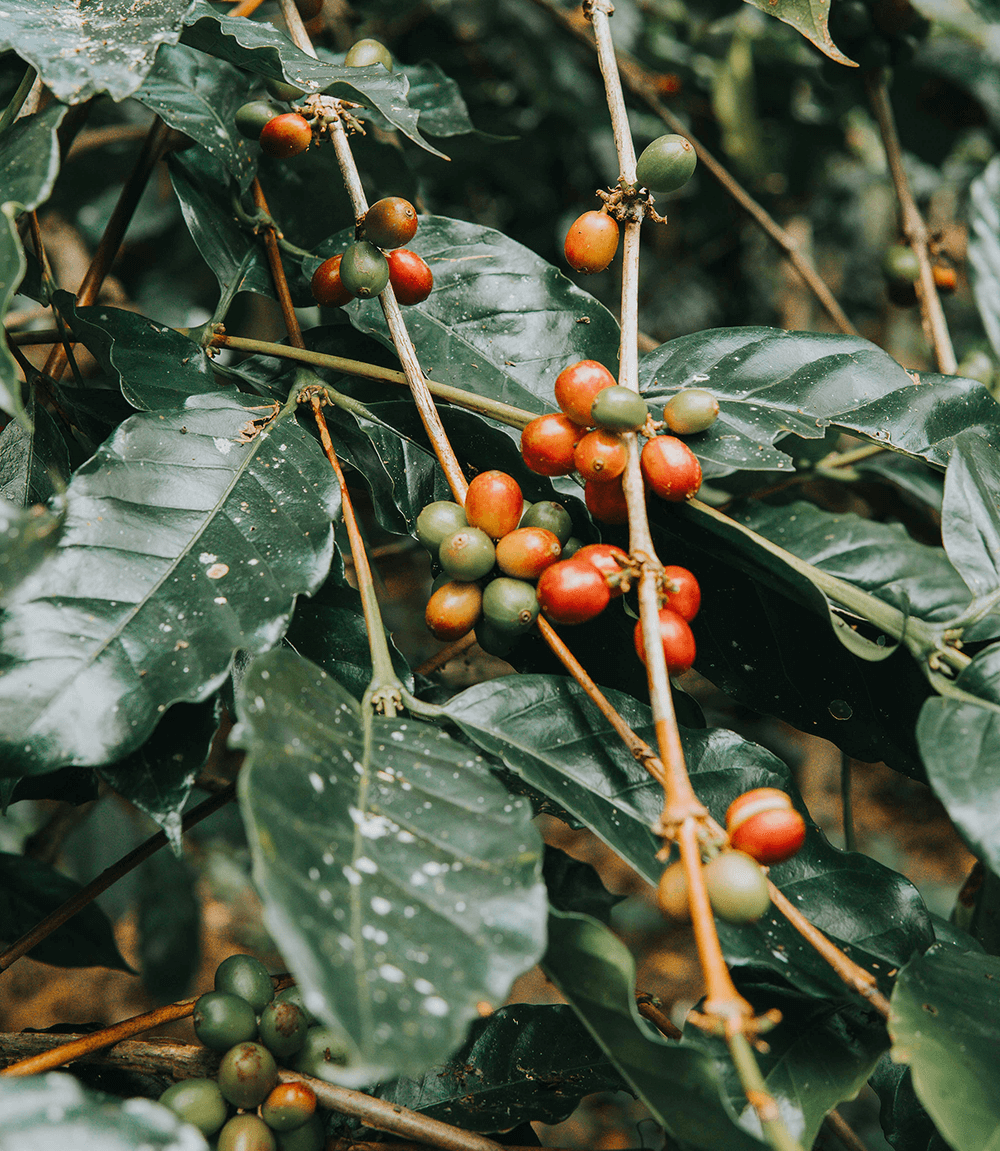 Foundation of Coffee