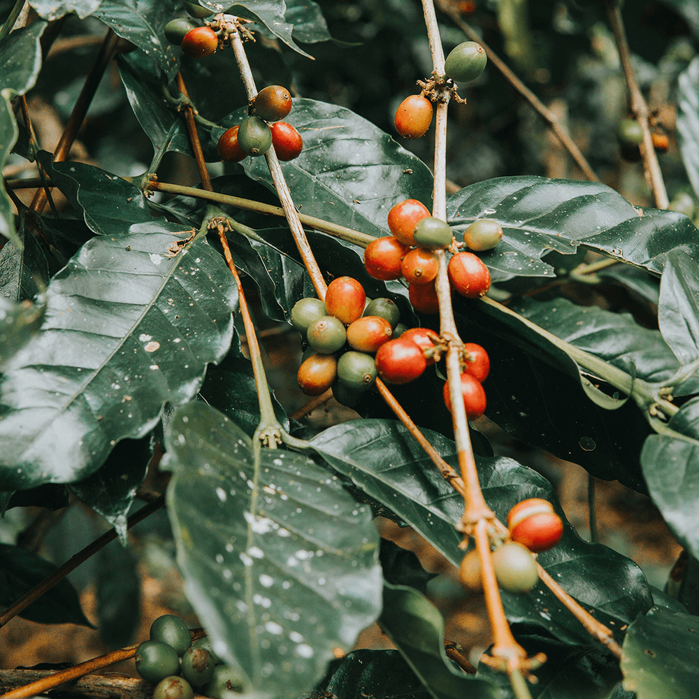 Foundation of Coffee