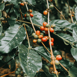 Foundation of Coffee